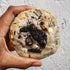 Moo Moon - an UniCookies Original - UniCookies - A cookies n cream cookie with a peanut butter macaron center. Moo Moon, UniCookies, The Blessed 6. Held to show detail, scale, and appeal.